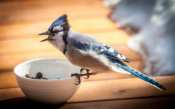Day 70 - Mar 10: The Thief!