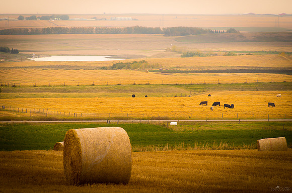 We Just Be Grazin', Baby