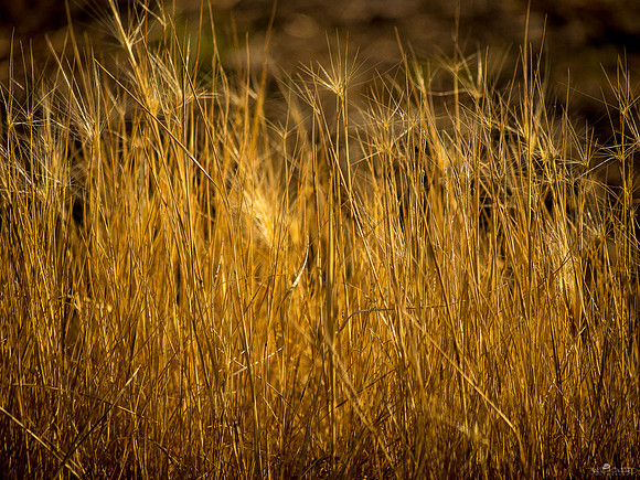 It's Grass, Man