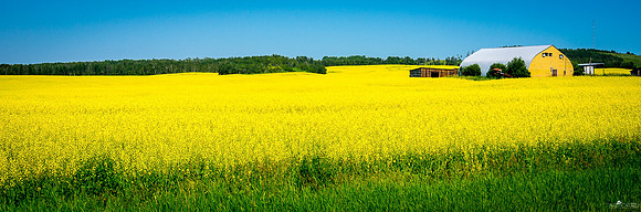 Canola