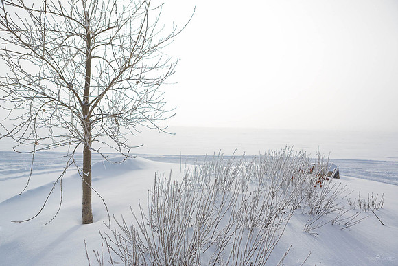 The White