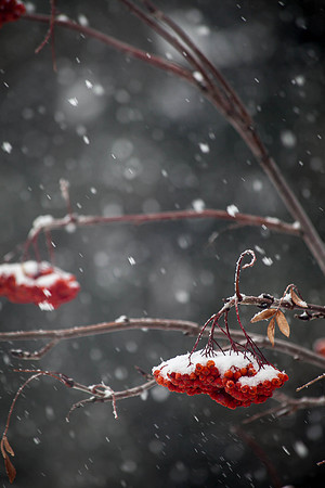 Day 50 - Feb 19: Oh Right, It's Still Winter