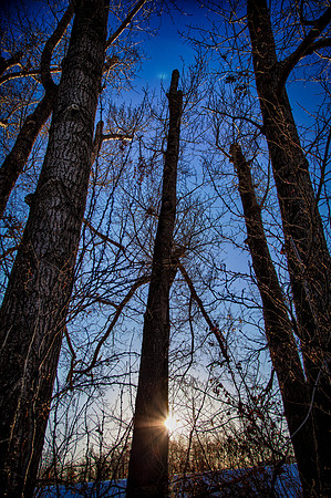 Day 72 - Mar 12: Through the Wood, Her Basket at her Side