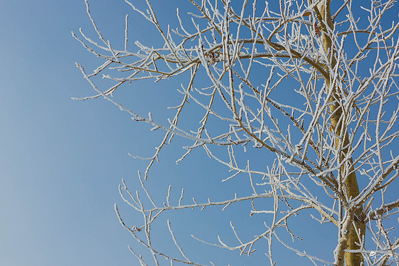 Jack Frost Nipping At Your Nose