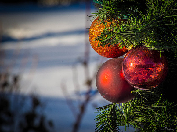 Winter Fruit