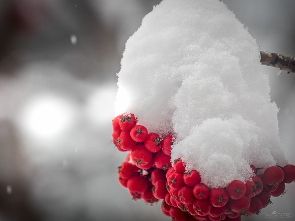 Sunday Snow