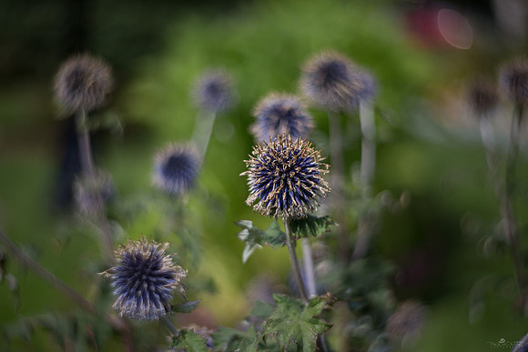 Petzval Test 8