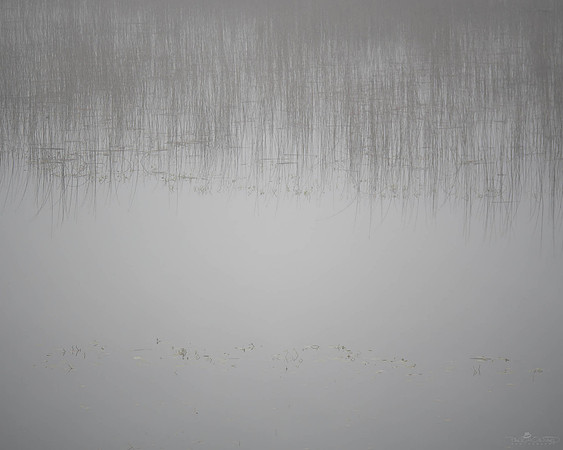 Marsh