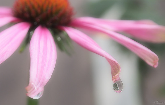 Backyard Flower 2
