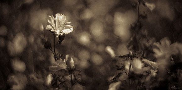 Solitary