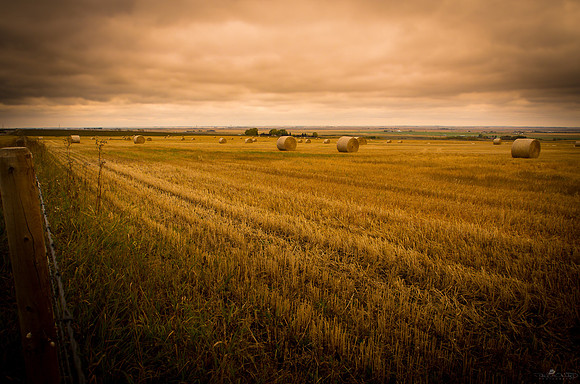 More Fall Harvesting