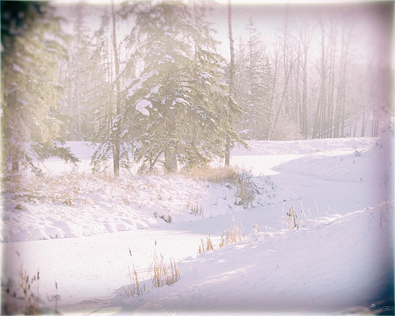 In The Woods Again