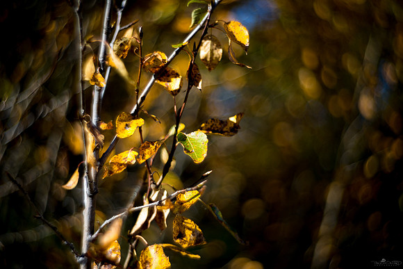 Petzval Playing