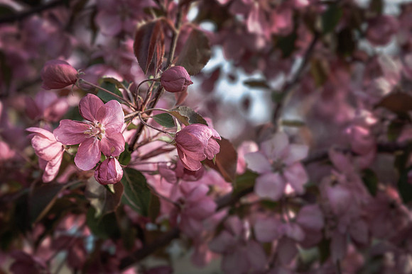 Day 149 - May 28: In Bloom