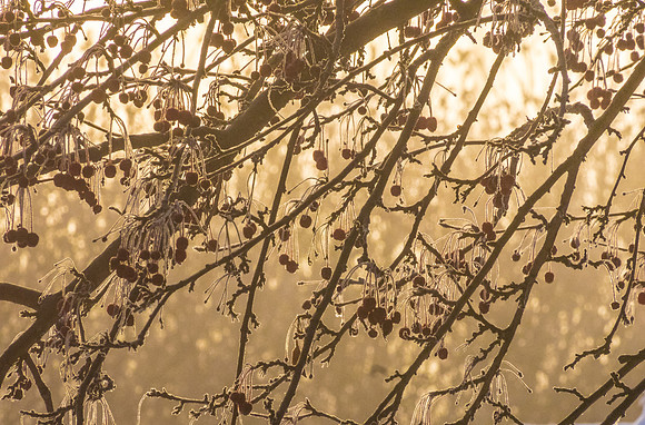 The Sunlight Dances in the Morning