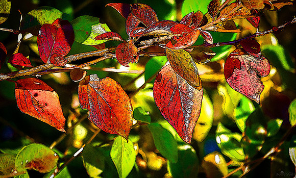 Red Leaves