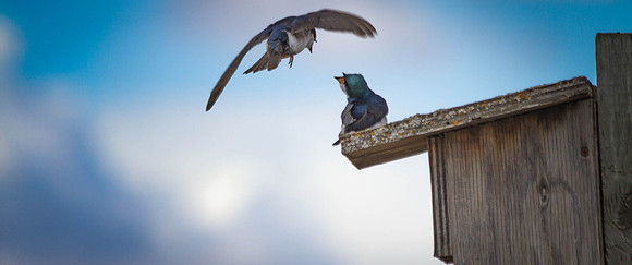 Day 125 - May 4:  The Bluebird of Happiness.jpg