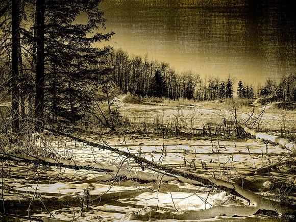 Even Some Trees Lie Down and Hibernate