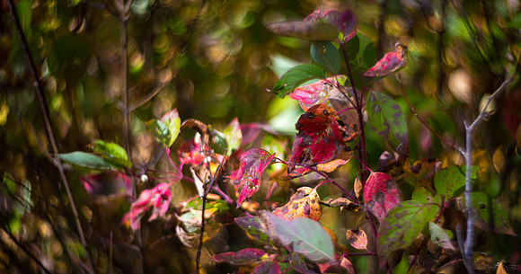 The Colour of Fall