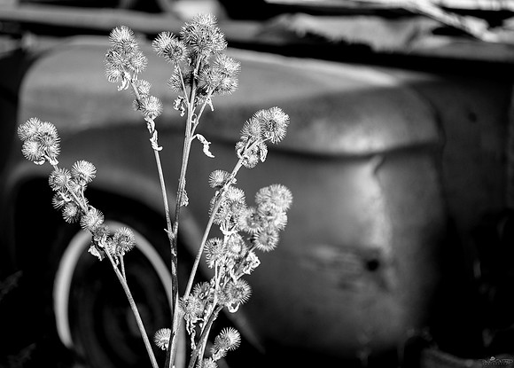Brambly Old Truck
