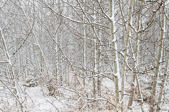 Old Man Winter Cometh