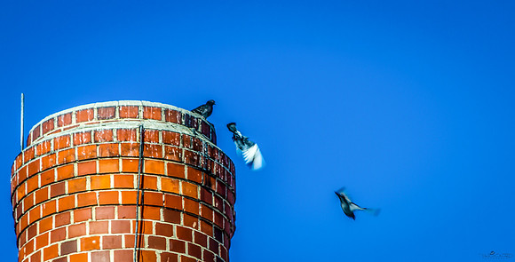 Three Little Birds