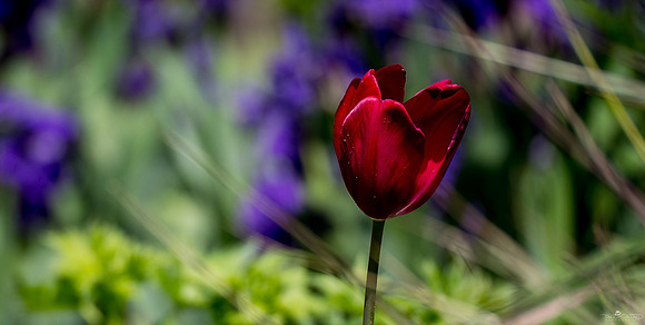 Red is the Colour of...