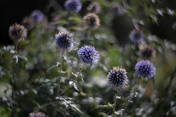 Petzval Test 7