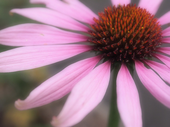Backyard Flower 3