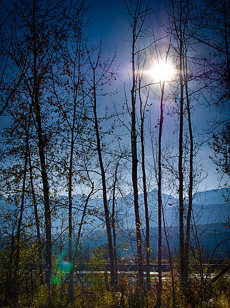 Through the Trees