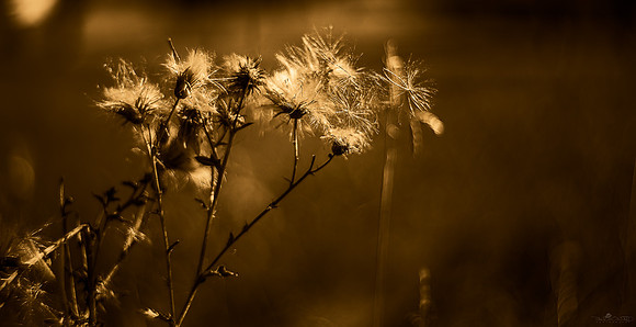 Dirty Little Dandelions