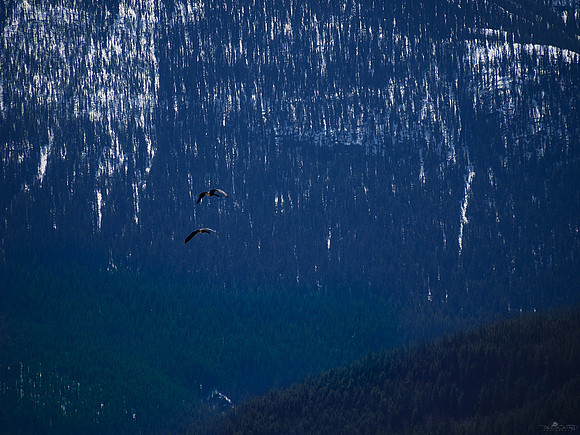 Let's Fly Away
