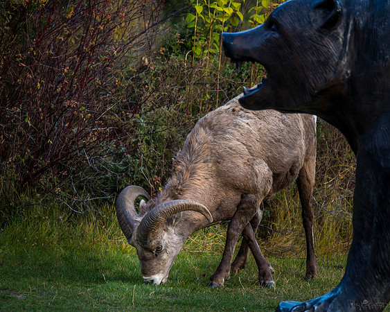 Grazing Under a Watchful Eye