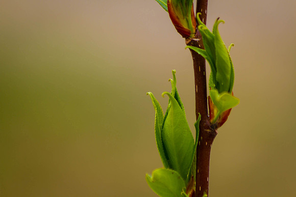 Day 129 - May 8: OMG, It's Really Spring