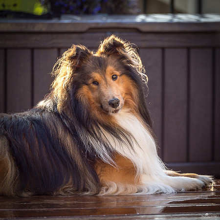 Dog Day Afternoon