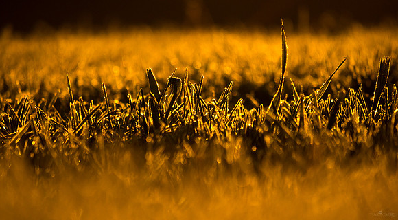 Morning Frost