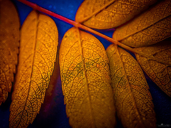 Mellow Yellow