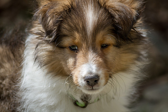Awww, A Puppy