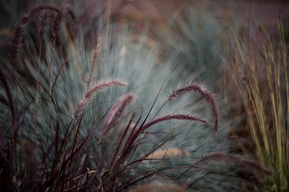 Petzval Test 5