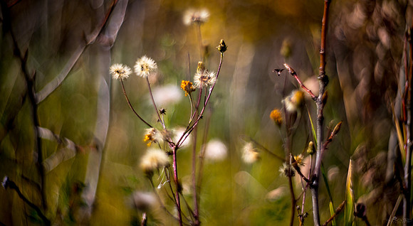 Fluff and a Petzval