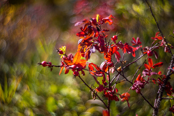 Berry Red