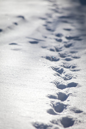 Day 22 - Jan 22: Strollin'