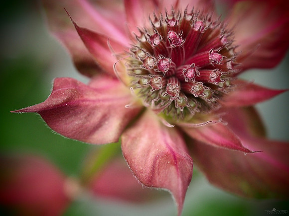 Backyard Flower 1