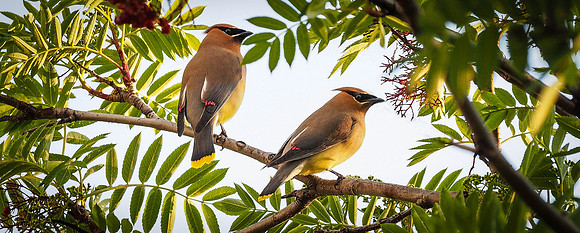 Day 154 - Jun 2: Waxwings in Waning Light
