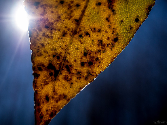 Into Every Leaf, a Little Sun Must Shine