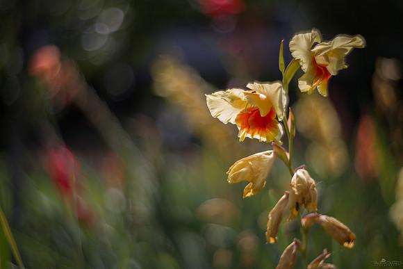 Petzval Test 3
