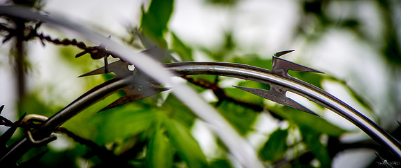 Thorn Bush