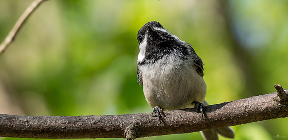 A Little Inquisitive