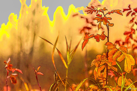 Autumn Simplicity