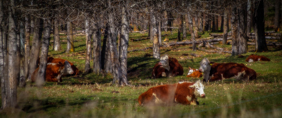 Day 128 - May 7: Lazin' in the Haze